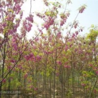 供應 毛白楊 香花槐 北欒 國槐