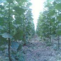 我地有大量當(dāng)年生楊樹(shù)苗，107、108需出售