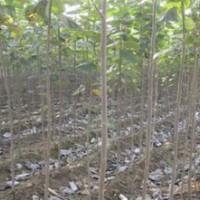 大家好，本公司長期供應速生白蠟，速生國槐，金葉白蠟，東紅白蠟