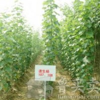 供應(yīng)107速生楊，徑1.5--2.5，有10萬(wàn)棵以上。同時(shí)大量供應(yīng)炮捻