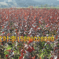 密枝紅葉李，紫葉稠李，唐槭