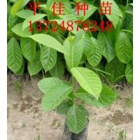 大葉紫薇種苗-大葉紫薇種植技術-大葉紫薇樹苗袋苗價格