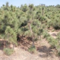 長期低價供應(yīng)黑松小苗 油松小苗 60公分高