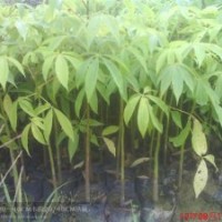 美麗異木棉，大幅木棉，花棋木，楓鈴木