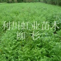 柳杉苗價格柳杉小苗價格柳杉樹柳杉樹苗價格