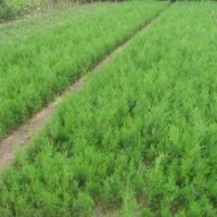 側柏苗 白皮松 油松 華山松 欒樹苗 合歡苗 文冠果苗 元寶槭苗 紫