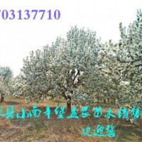 八棱海棠樹特價優惠中。快來搶購吧