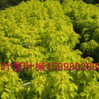 金葉復(fù)葉槭, 紫葉稠李