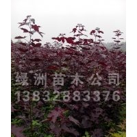 挪威紅楓、北美海棠、西府海棠、太陽李