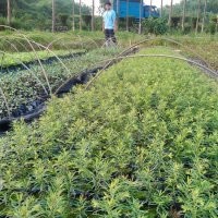紅豆杉，紅豆杉小苗，紅豆杉價格，紅豆杉批發