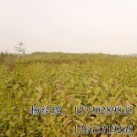 垂柳海源專業(yè)供應(yīng)物美價(jià)廉