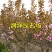 櫻花苗，櫻花苗價(jià)格，山東櫻花苗