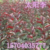 密枝紅葉李、求購密枝紅葉李