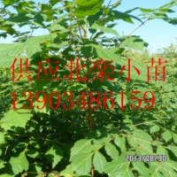 哪里賣北欒苗 北欒小苗種植技術價格