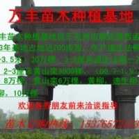 法桐欒樹柳樹