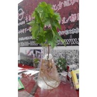 30cm美國秋紅楓羅根苗供應(yīng)