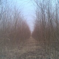 垂柳苗，速生垂柳，速生垂柳基地，速生垂柳價格