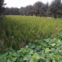 山東平邑縣低價(jià)處理自家種植杜仲、百日紅、山楂苗