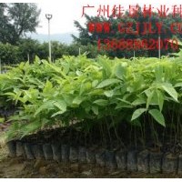 黃花臘腸樹種苗黃花臘腸樹營養苗、種子大量供應量大從優
