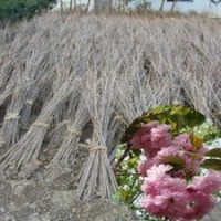 江蘇批發1米高嫁接櫻花苗粉色晚櫻花苗重瓣櫻花樹苗