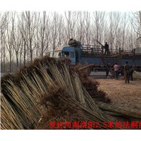 法桐、白蠟小苗