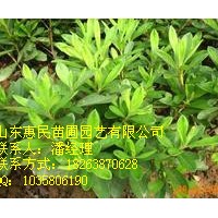 供應山東泰安冬青 0.5-3米