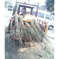 供應國槐苗