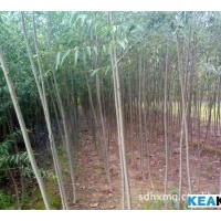 山西運城大量供應柳樹