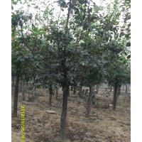 2—4公分黃櫨，法桐，紅潤(rùn)木，迎春，垂柳等