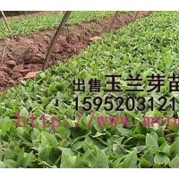 白玉蘭小苗，白玉蘭籽播苗，江蘇白玉蘭種苗價格，低價格白玉蘭小
