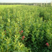 專售紅王子錦帶100萬.扶芳藤.衛矛100萬.金葉.小葉女貞100萬