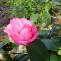大量供應茶花苗