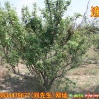 低價批發連翹 優質連翹 山西連翹 連翹基地 連翹價格