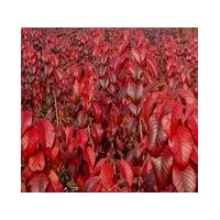 出售紅葉櫻花，紅葉櫻花