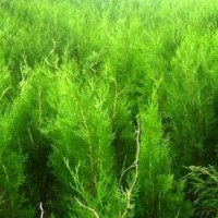 1.5米以下側柏，50公分側柏苗，側柏苗木