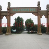 供應(yīng)紅豆杉樹苗及盆景