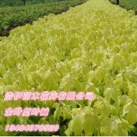 金葉復葉槭，紫葉稠李，五角楓