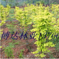 彩葉苗木江西藍冰柏,贛南桂花,江西金葉水杉