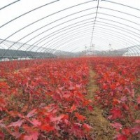 出售美國紅楓小苗（秋火焰、 十月光輝等籽播苗和扦插苗）。