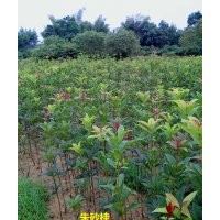 供應1米-1米2高優質大紅朱砂桂移栽小苗