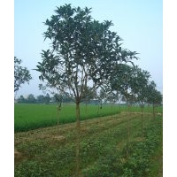 供應30-40公分高純品狀元紅移栽小苗