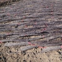 高原之火海棠、大葉亞當(dāng)海棠、凱爾斯海棠、鉆石海棠、