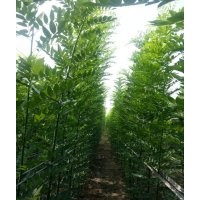 魯★供/種苗 速生國槐苗 椿樹苗 速生白蠟2號 毛白楊種苗