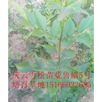 魯蠟5號價格走勢魯蠟5號生產廠家