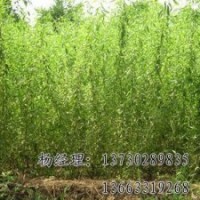 垂柳批發供應海源廠家