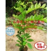 云南黃花梨苗供應，降梨黃檀價格，云南黃花梨苗