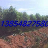 供應3公分龍柱碧桃，4公分龍柱碧桃價格，龍柱碧桃基地