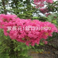 紫薇小苗移植的季節(jié)已經(jīng)到來紫薇苗價格