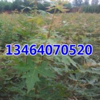 五角楓，金葉復葉槭，紫葉稠李，紅葉李，山桃稠李