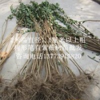 到江蘇買紫薇小苗就找恒屹生態(tài)緑化苗木場